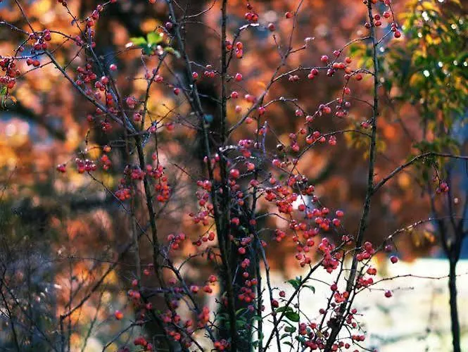 Vakantieboerderij Incantico 